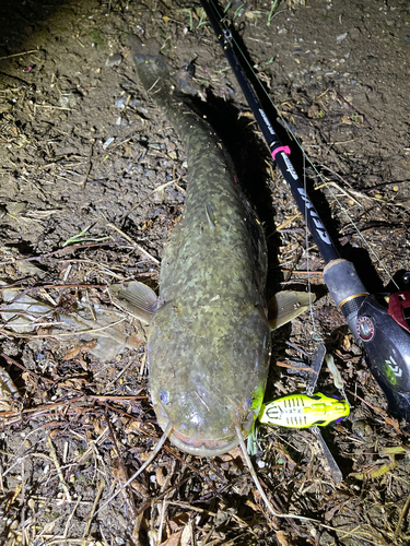 ナマズの釣果