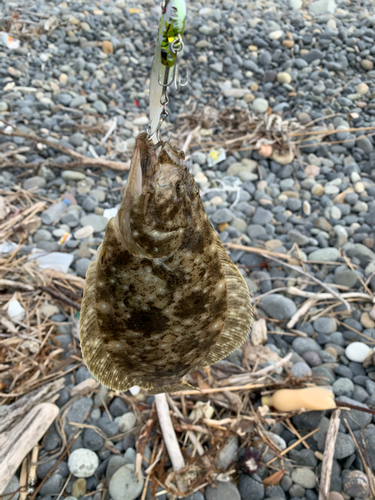 ソゲの釣果