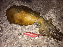 アオリイカの釣果