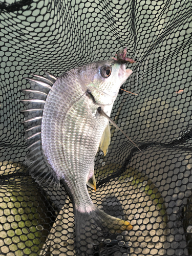 キチヌの釣果