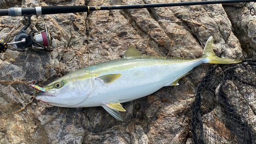 ハマチの釣果