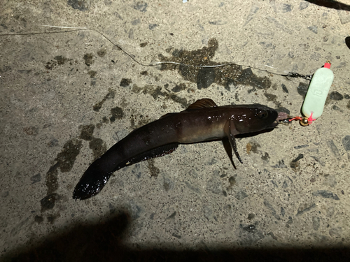 リュウグウハゼの釣果