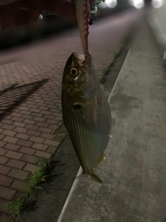 コノシロの釣果