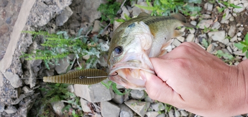 ラージマウスバスの釣果