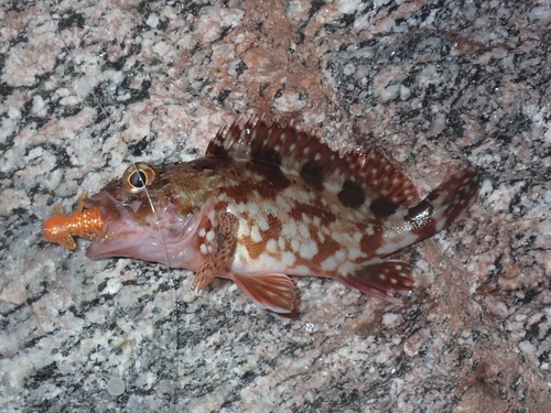 カサゴの釣果