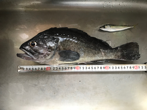 クロソイの釣果