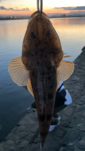 マゴチの釣果