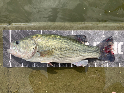 ブラックバスの釣果