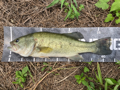 ブラックバスの釣果