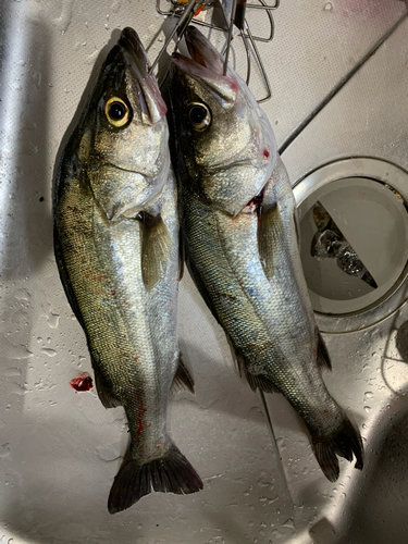 シーバスの釣果