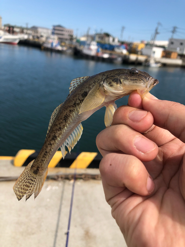 マハゼの釣果