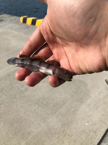 リュウグウハゼの釣果