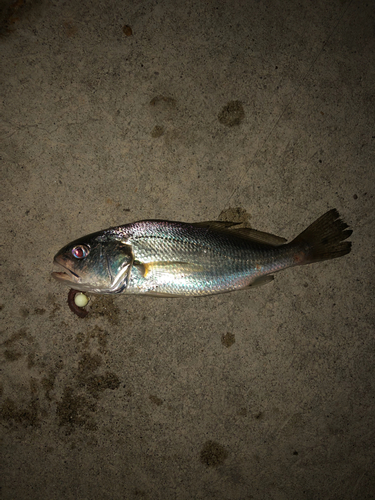 イシモチの釣果