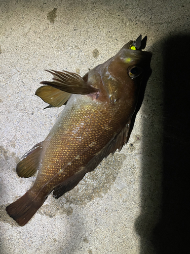 エゾメバルの釣果