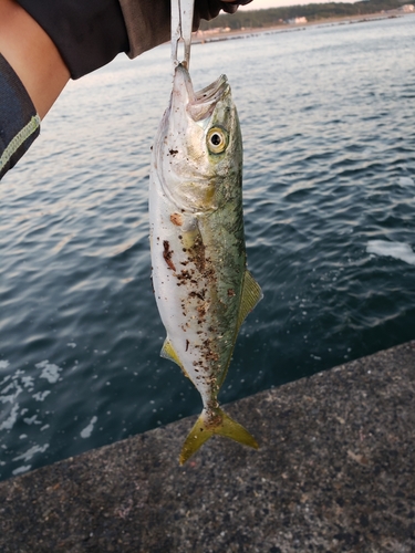 ワカシの釣果