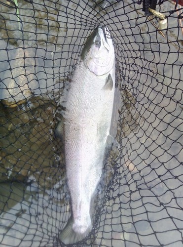 サクラマスの釣果