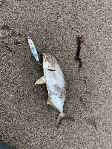 ショゴの釣果