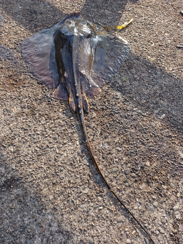 アカエイの釣果