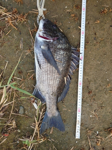 クロダイの釣果