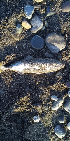 ワカシの釣果