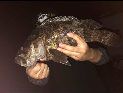 タケノコメバルの釣果