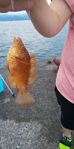 ネンブツダイの釣果