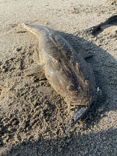 コチの釣果