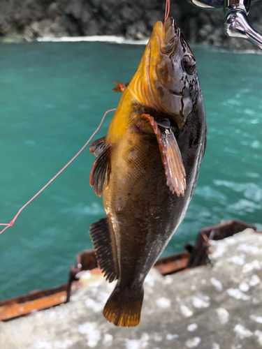 アイナメの釣果