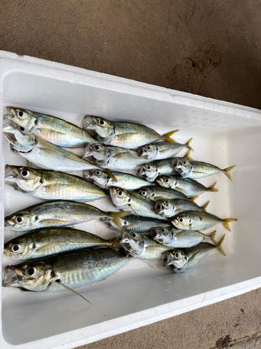 アジの釣果