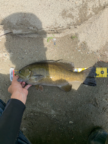 スモールマウスバスの釣果