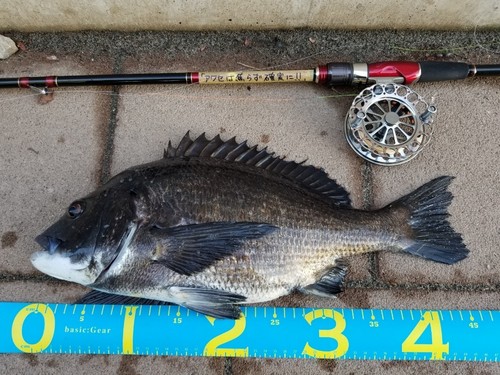 クロダイの釣果