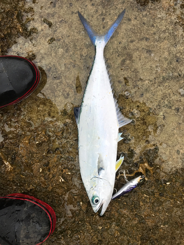 イケカツオの釣果