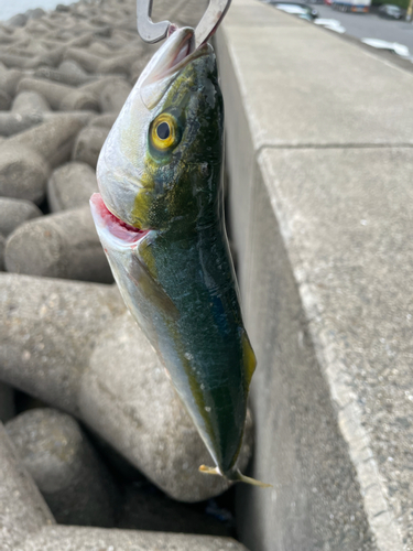 ツバスの釣果