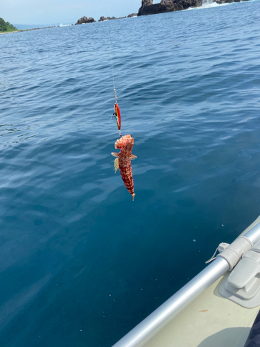 エソの釣果