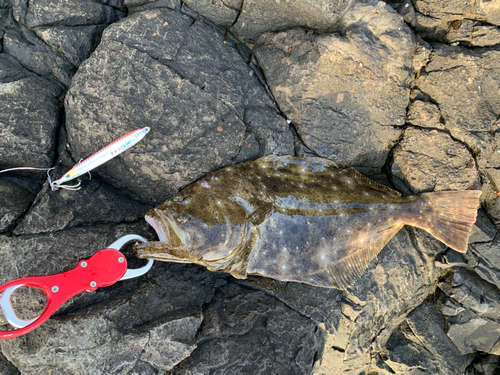 ヒラメの釣果