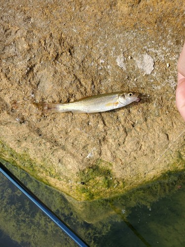 カワムツの釣果