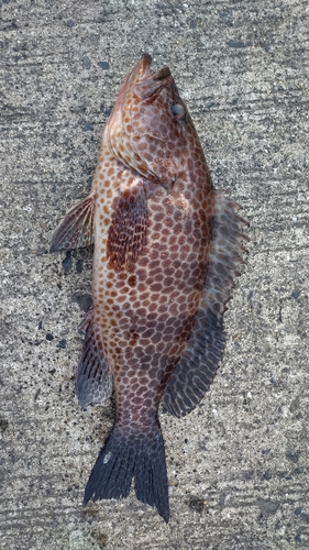 オオモンハタの釣果