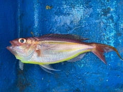 イトヨリダイの釣果