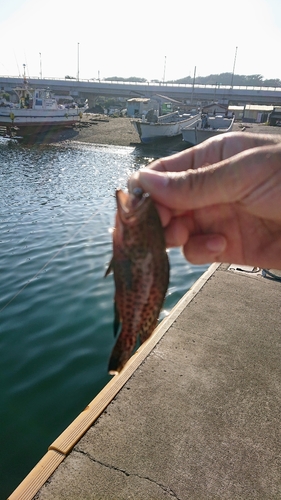 オオモンハタの釣果