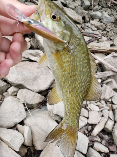 スモールマウスバスの釣果