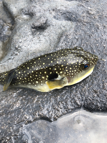 フグの釣果