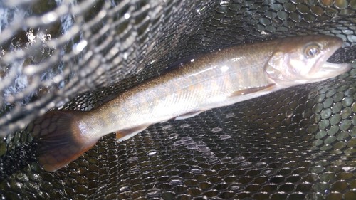 ニッコウイワナの釣果