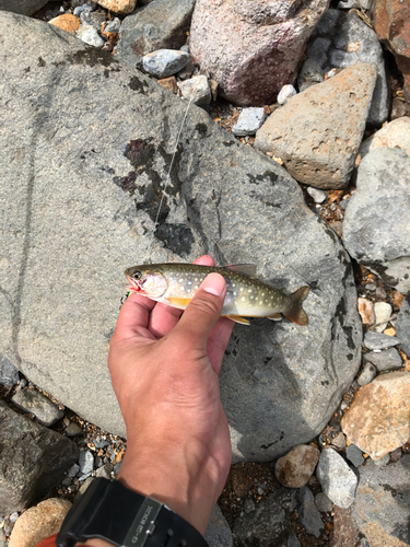 イワナの釣果