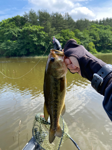 ブラックバスの釣果