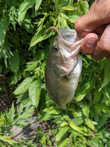 ラージマウスバスの釣果