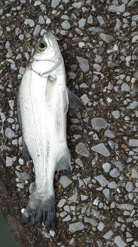 セイゴ（ヒラスズキ）の釣果