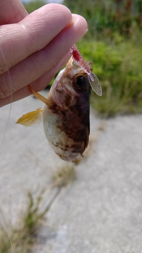 メバルの釣果