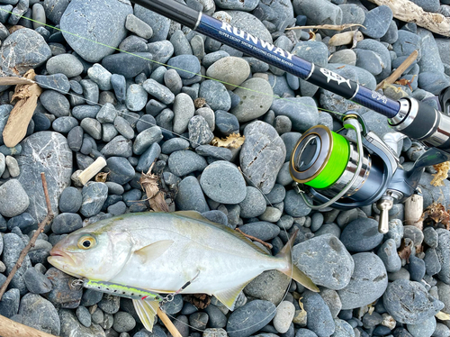 ショゴの釣果