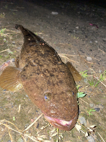 マゴチの釣果