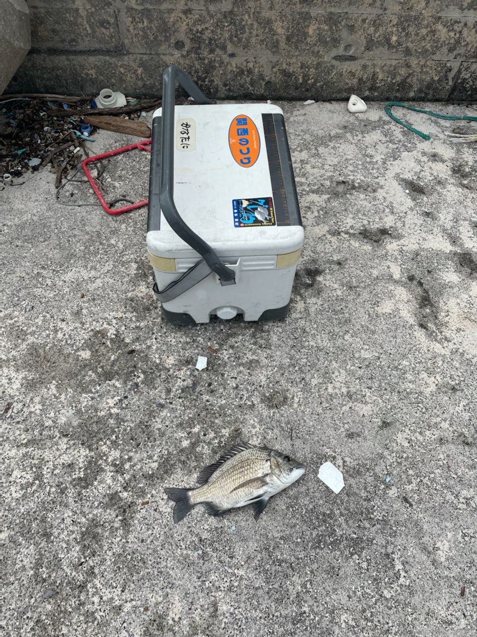 ミナミクロダイ